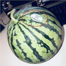 吃网红瓜是什么意思,网络时代下的娱乐风向标 第1张 吃网红瓜是什么意思,网络时代下的娱乐风向标 第1张